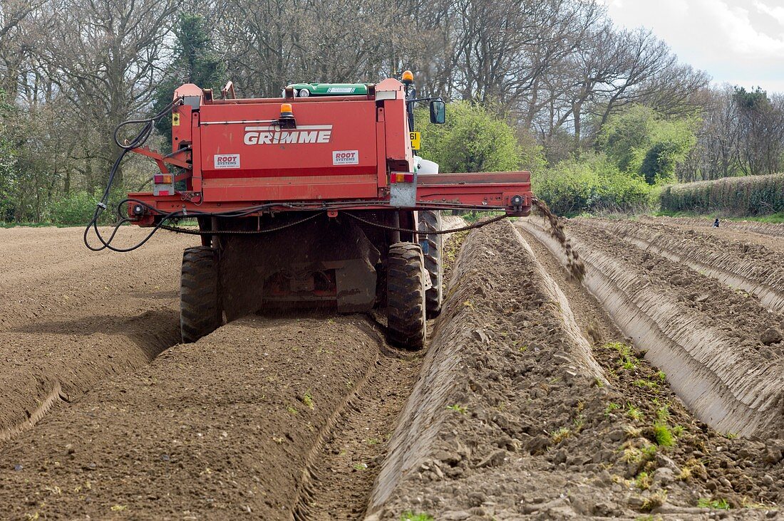 Preparation of a carrot seed bed