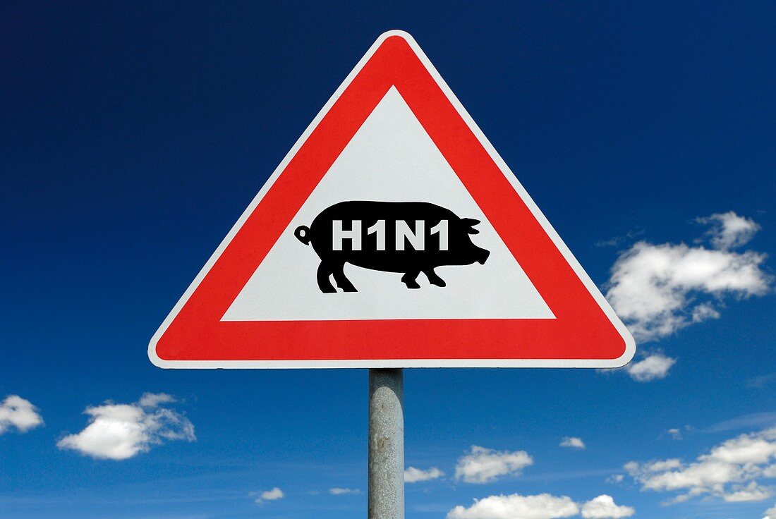 Swine flu warning,conceptual image