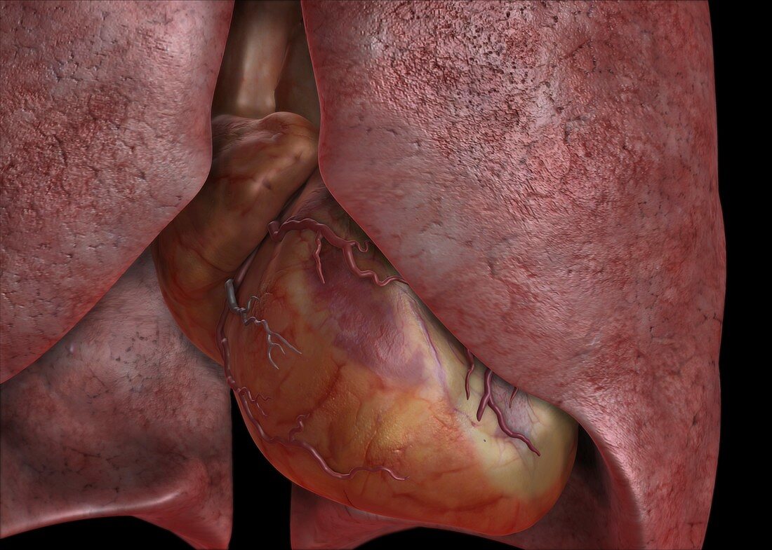 Heart and lungs,3D artwork