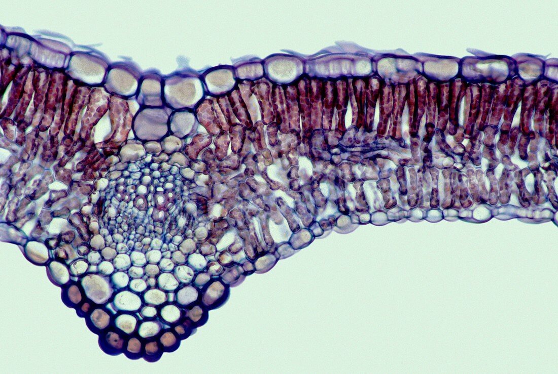 St John's wort leaf,light micrograph
