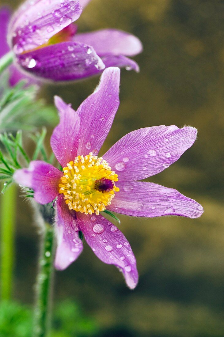 Pasque Flower (Pulsatilla zimmermanii)