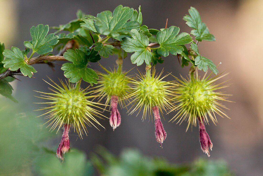 Sierra Gooseberry (Ribes roezlii)