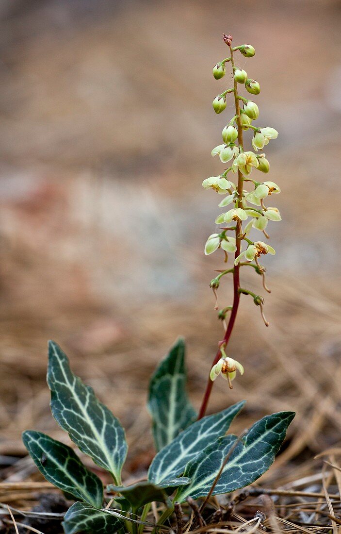 White-veined Wintergreen (Pyrola picta)