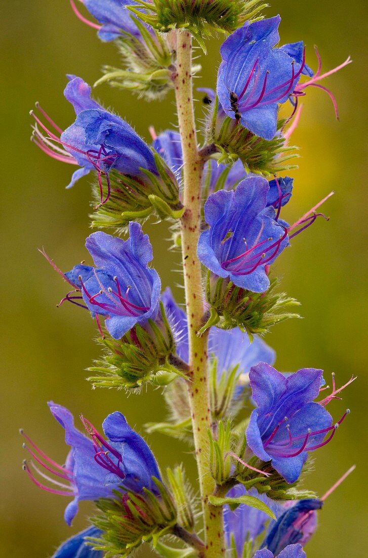 Viper's Bugloss (Echium vulgare)