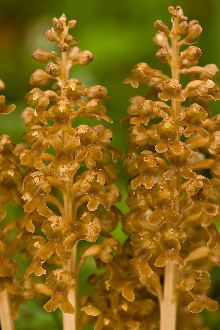 Bird's Nest Orchid (Neottia nidus-avis)