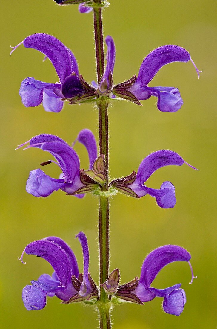 Meadow Clary (Salvia pratensis)