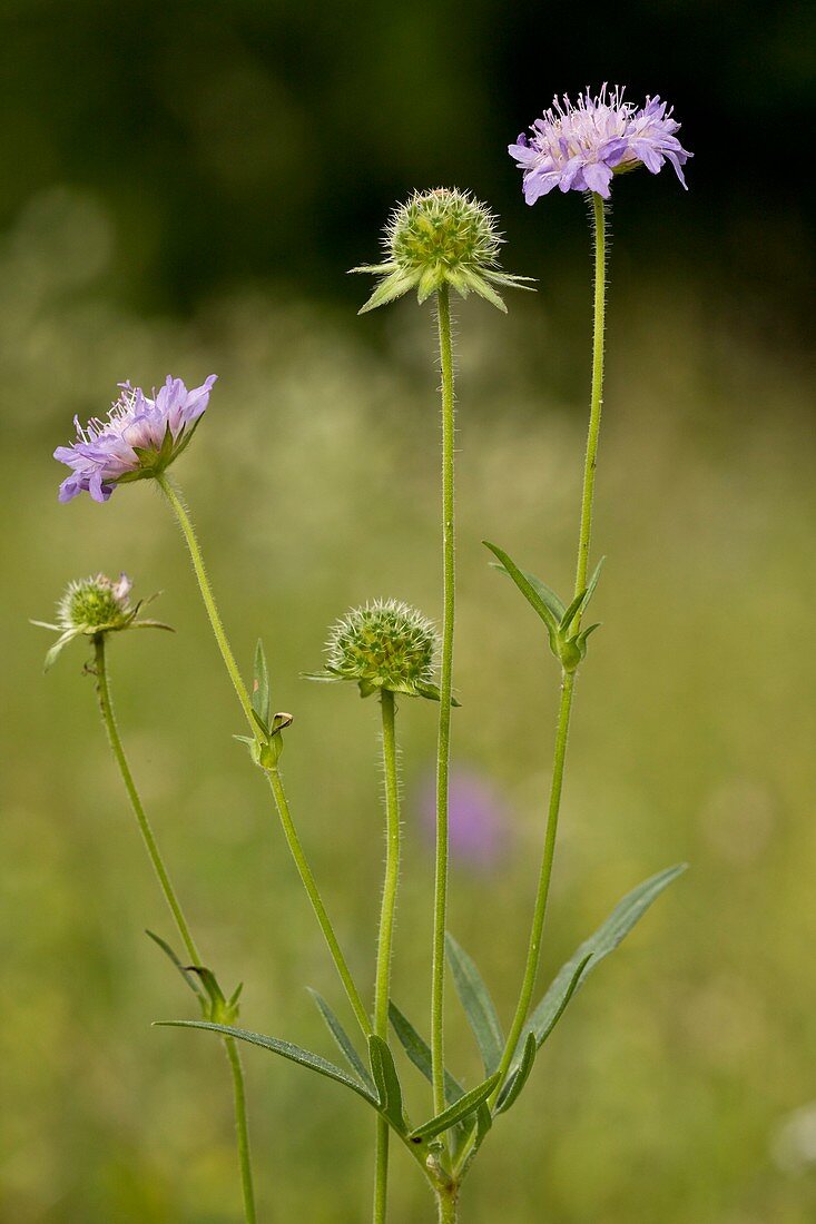 Field Scabious (Knautia arvensi)