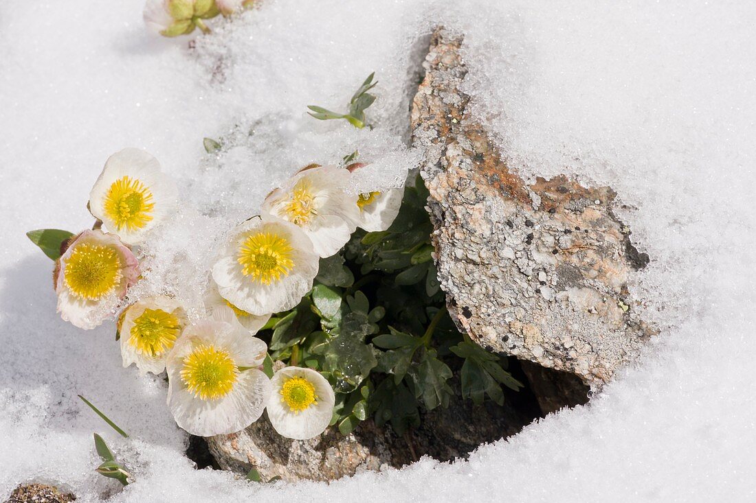 Glacier Crowfoot (Ranunculus glacialis)