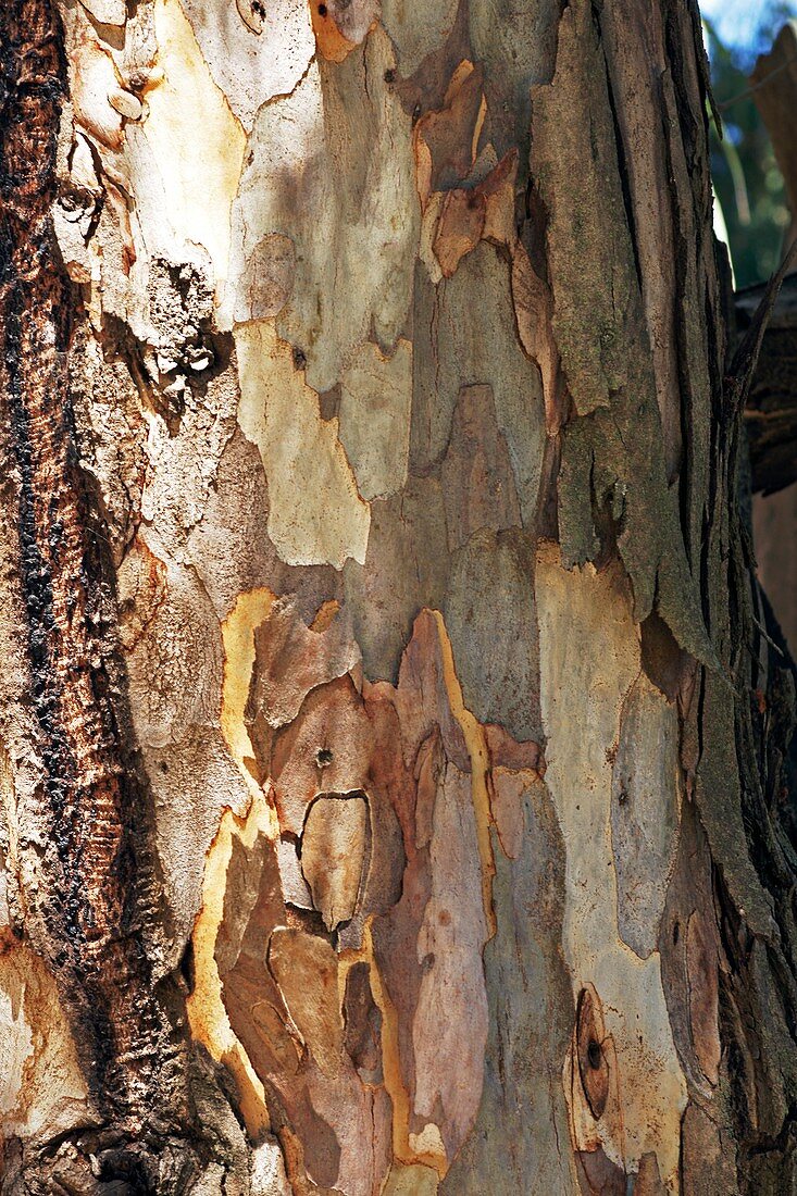 Eucalyptus camaldulensis