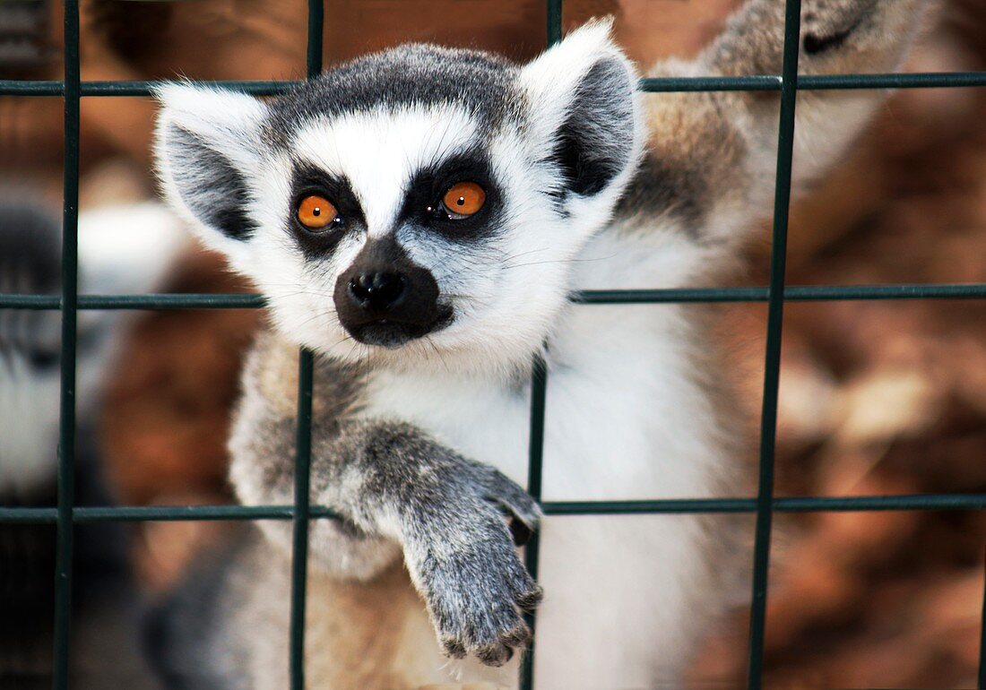 Captive bred Ring-tailed Lemur