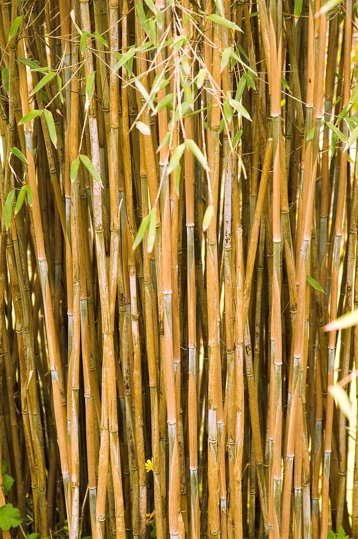 Bamboo (Fargesia nitida)