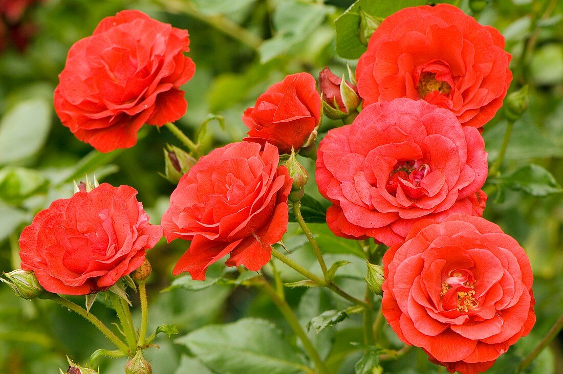 Rose (Rosa 'Royal Occasion')