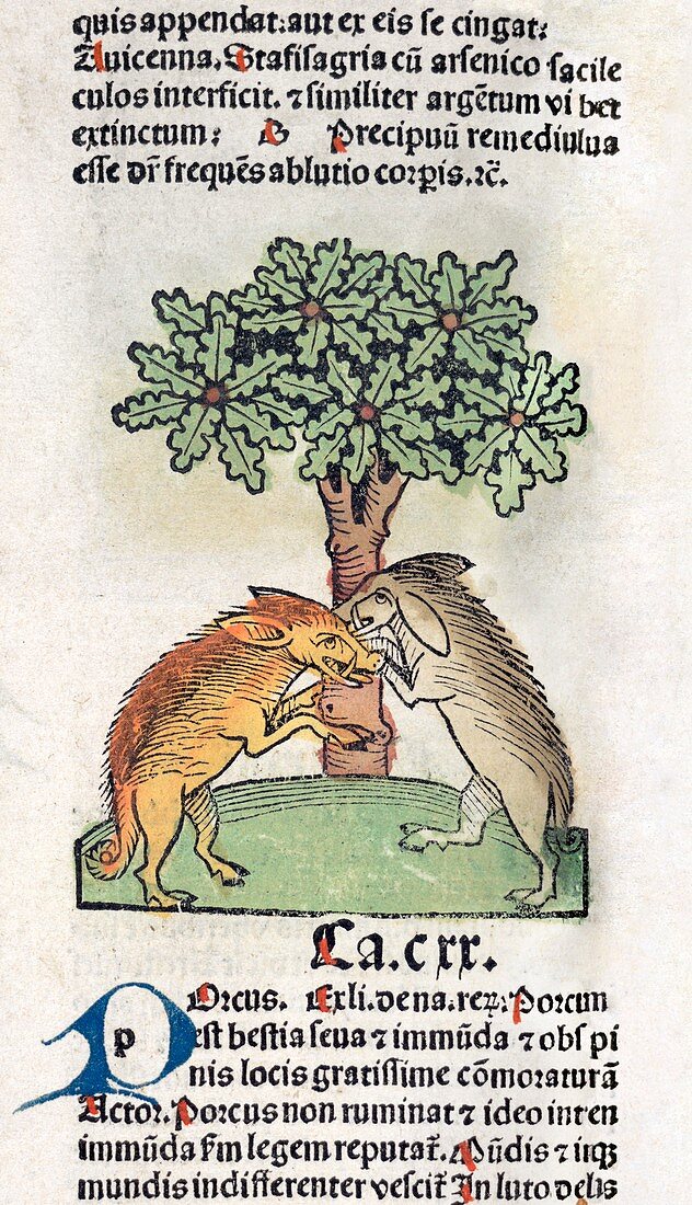 Boars fighting,15th century
