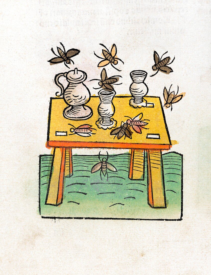 Insects and drinks,15th century