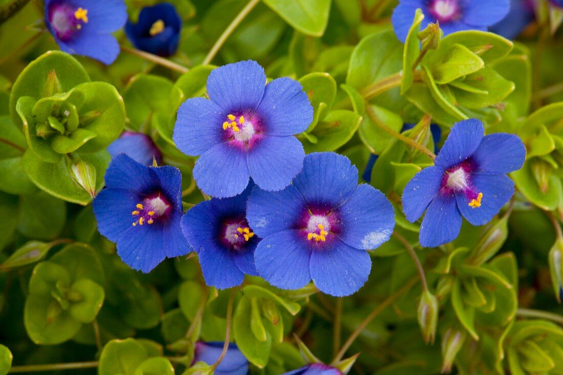 Anagallis arvensis ssp. foemina