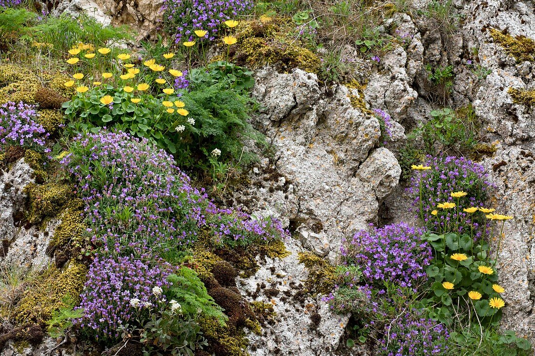 Limestone cliff with wildflowers