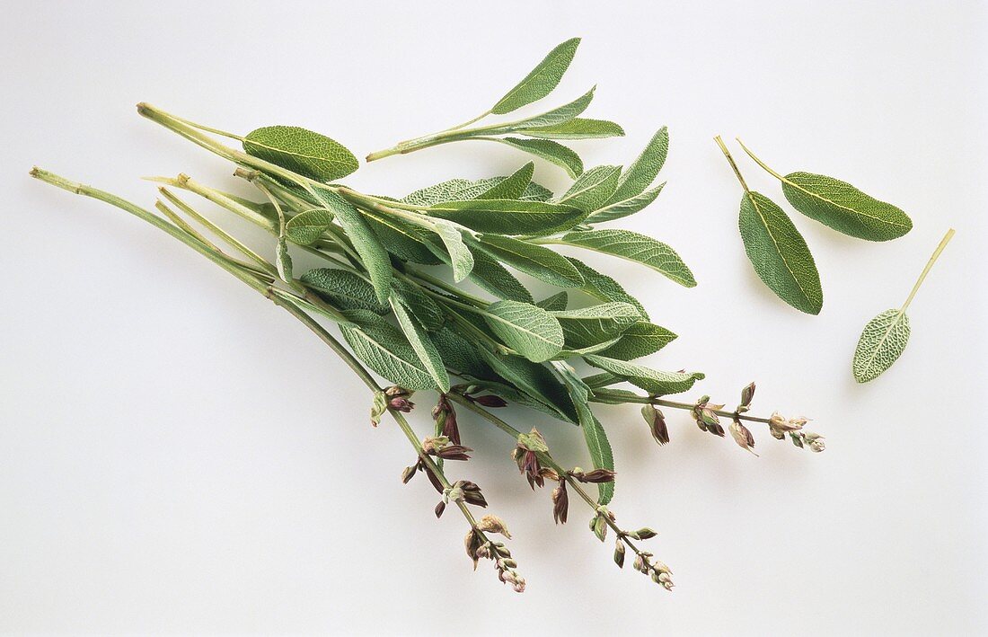 Sage with Blossoms