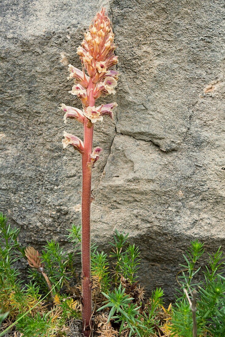 Orobanche caryophyllacea