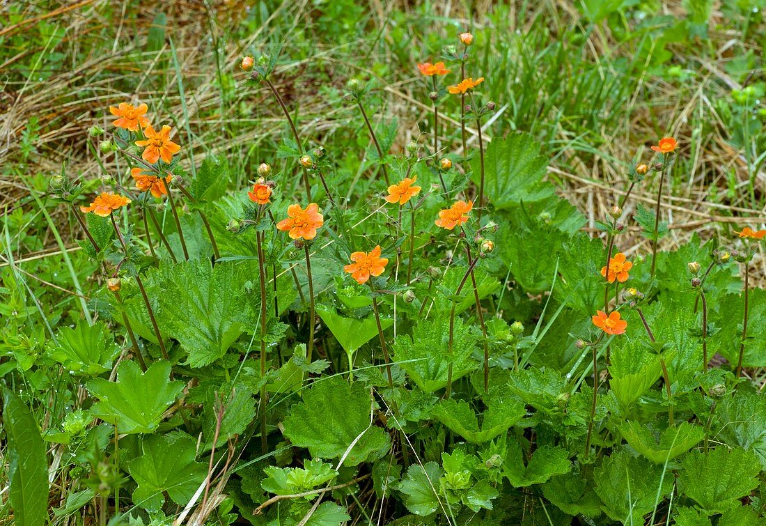 Scarlet Avens (Geum coccineum)