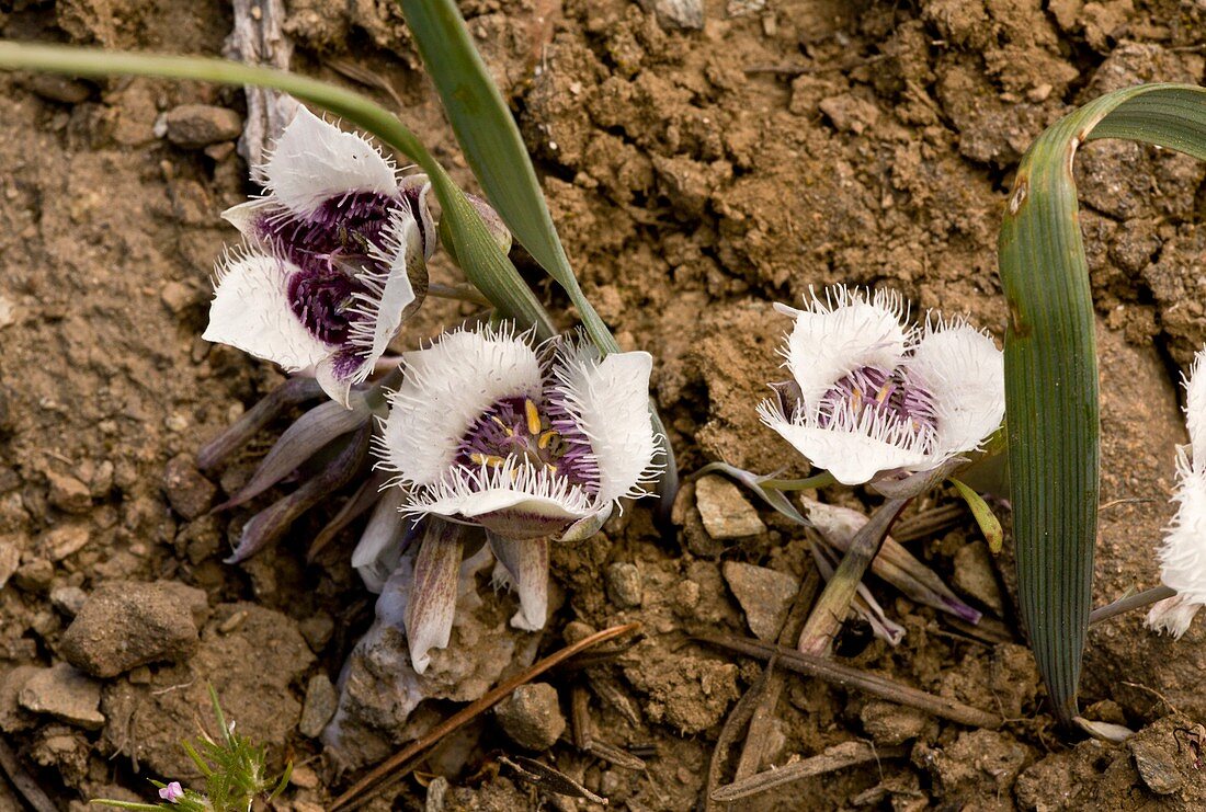 Tolmie star-tulip (Calochortus tolmiei)