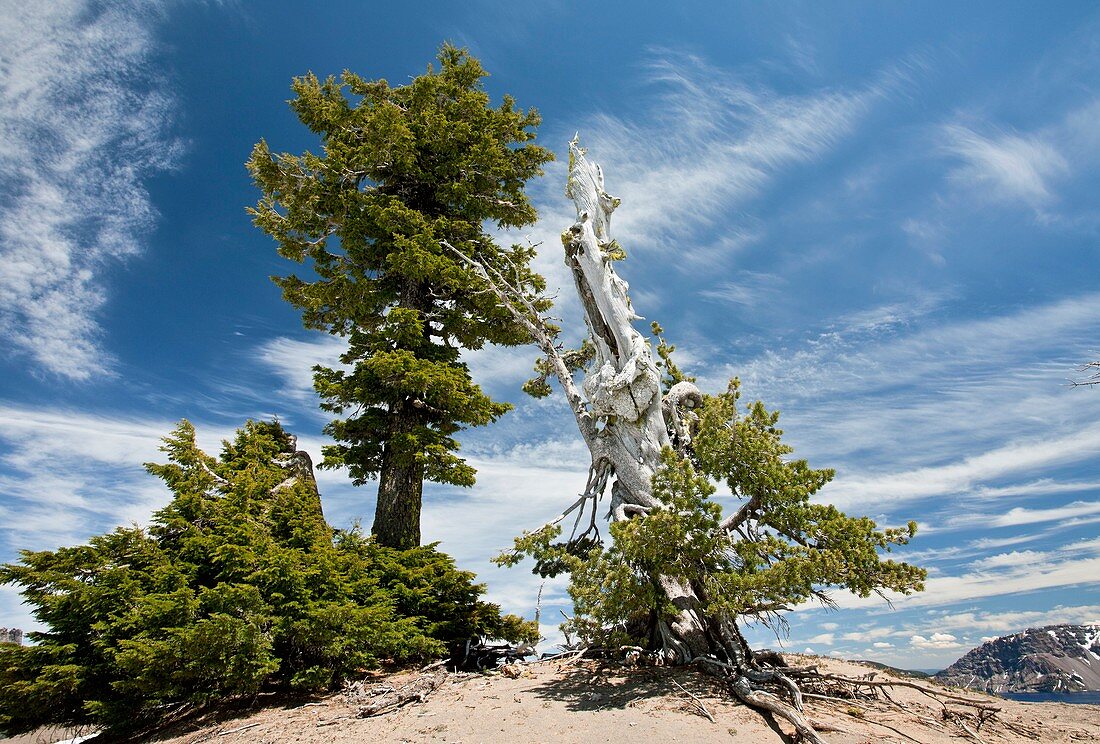 White Bark Pine (Pinus albicaulis)