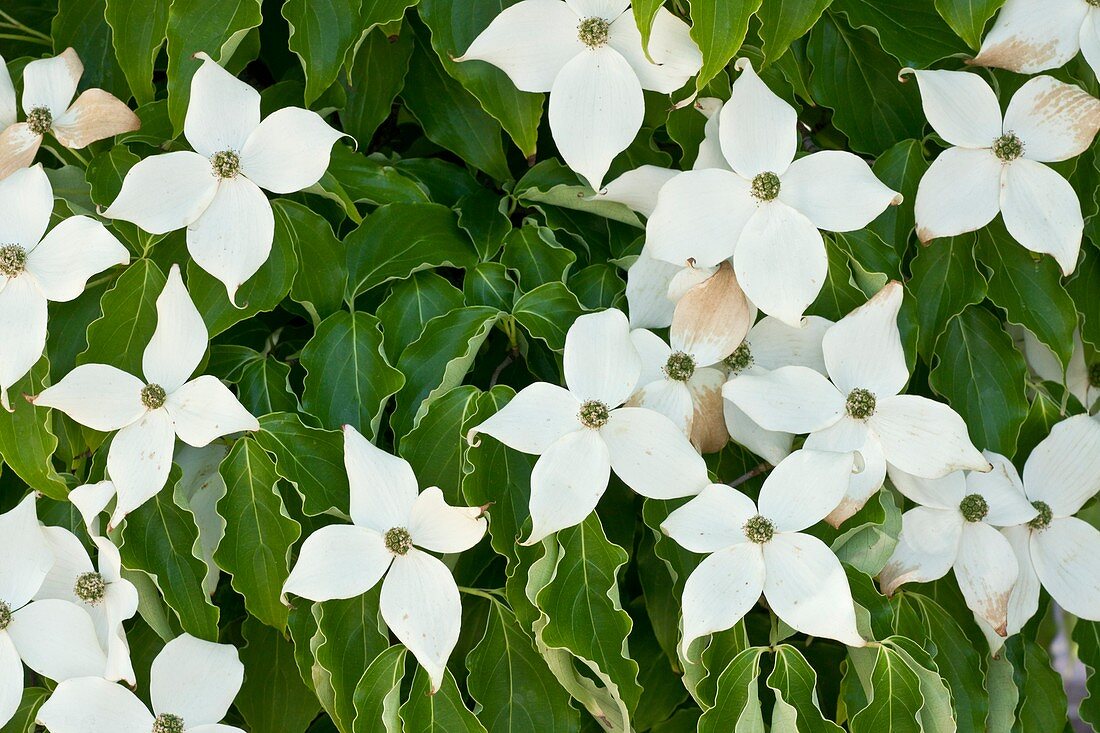 Pacific Dogwood (Cornus nuttallii)