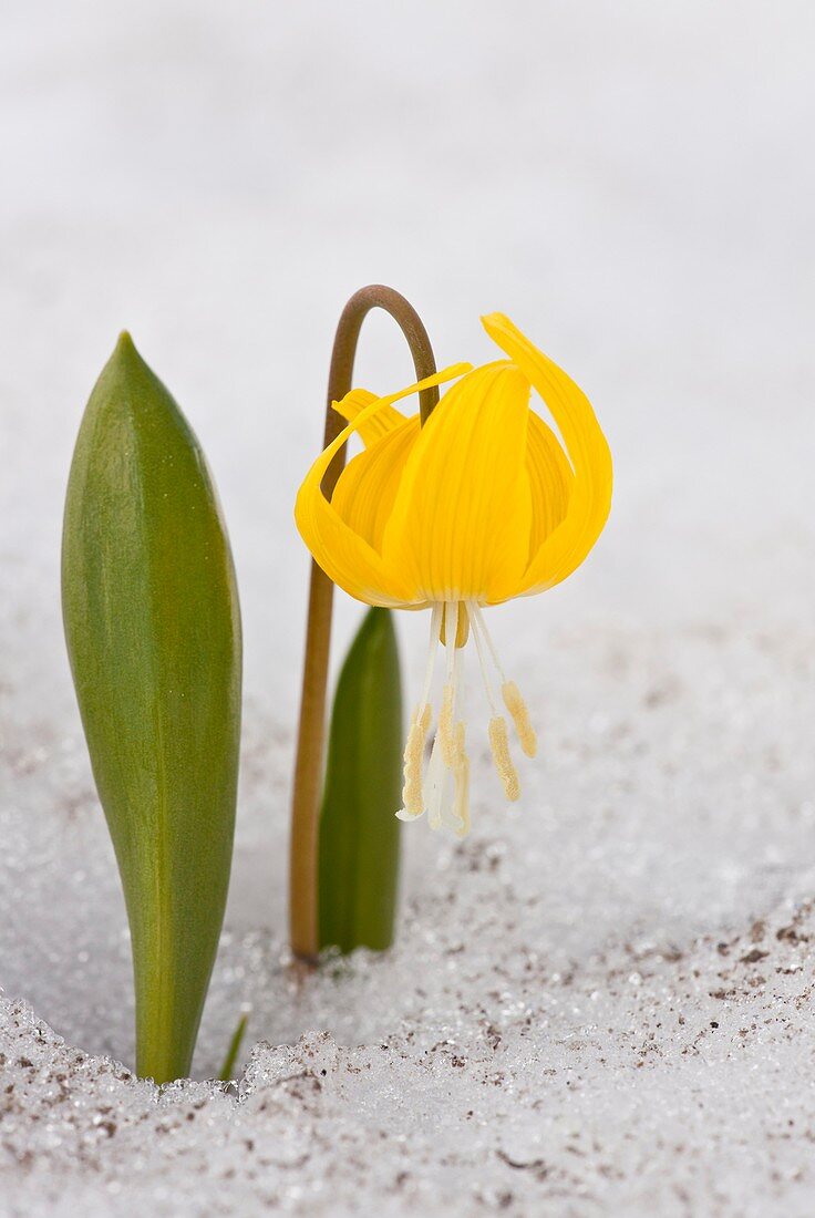 Glacier lily (Erythronium grandiflorum)