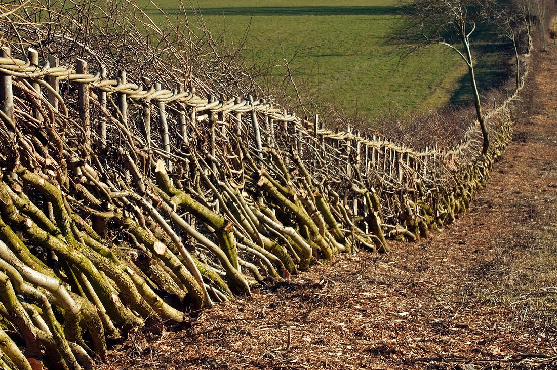 Newly laid hedge,UK