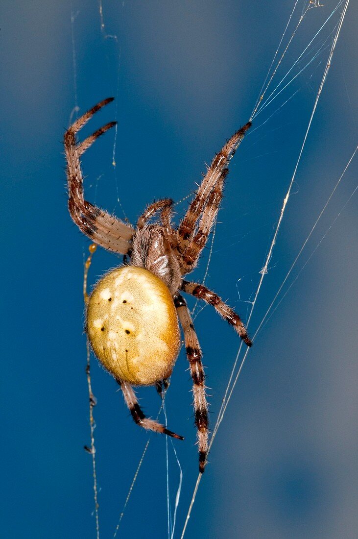 Four-spot orb-weaver spider