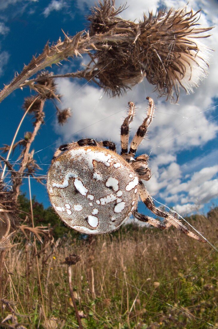 Four-spot orb-weaver spider