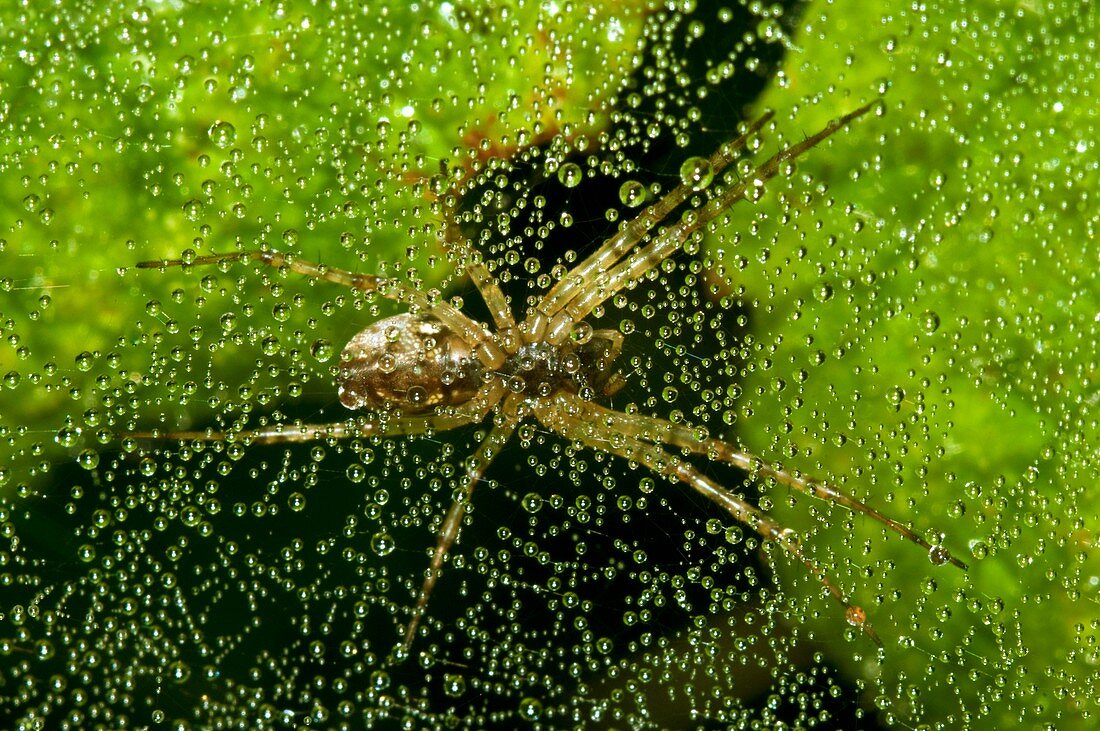 Sheetweb spider on dew-covered web