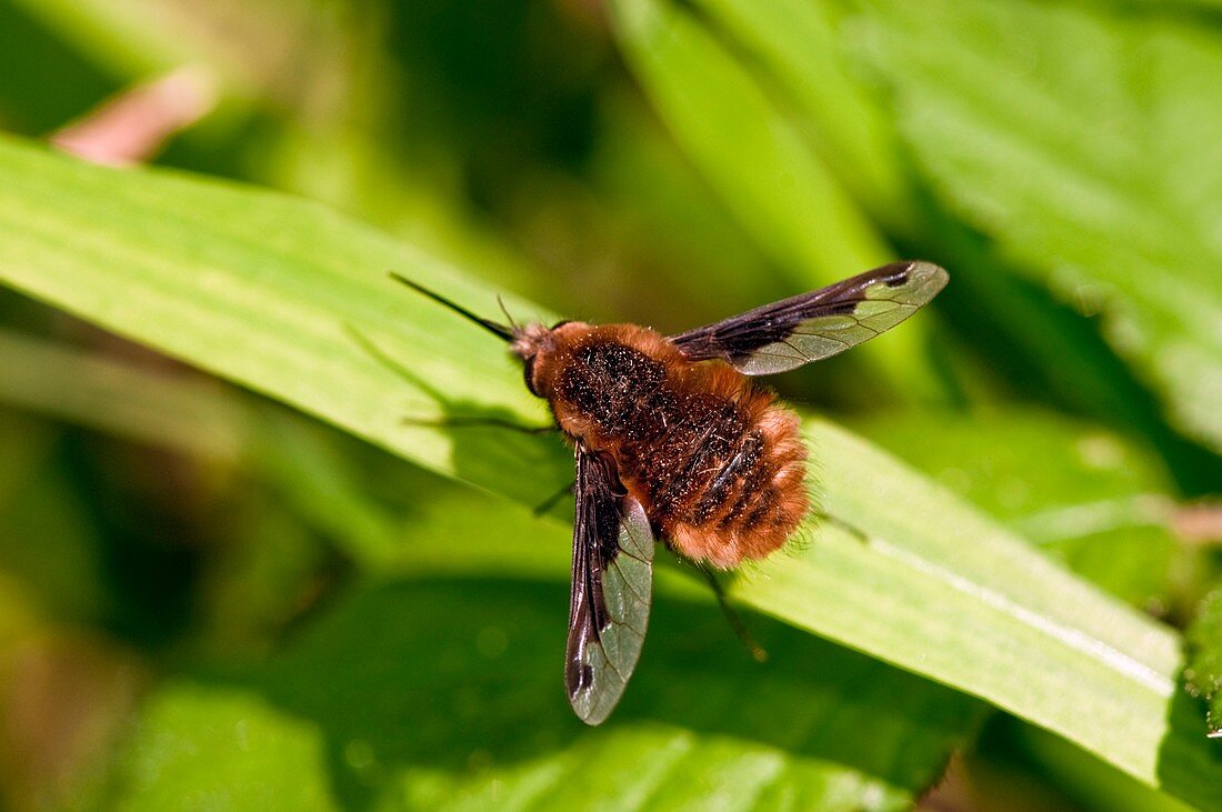 Bee fly resting on a leaf