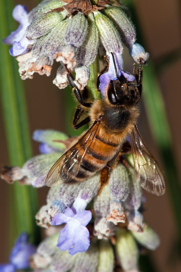 Honeybee on lavender flowers