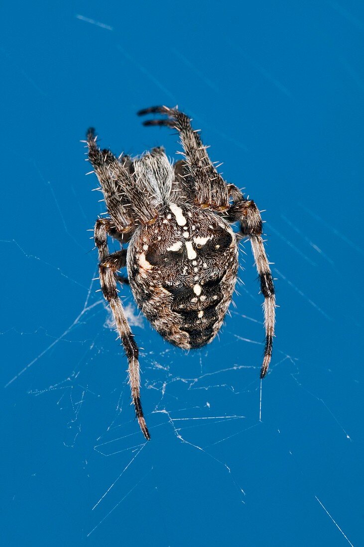 European garden spider on its web