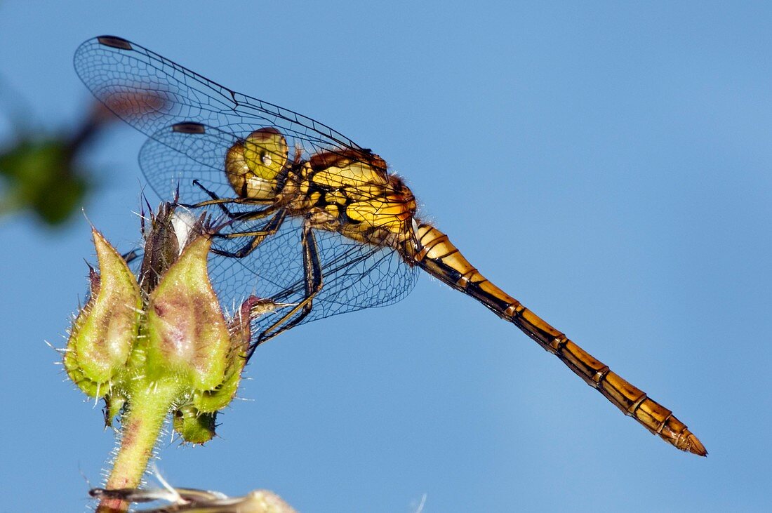 Darter dragonfly on a flower bud
