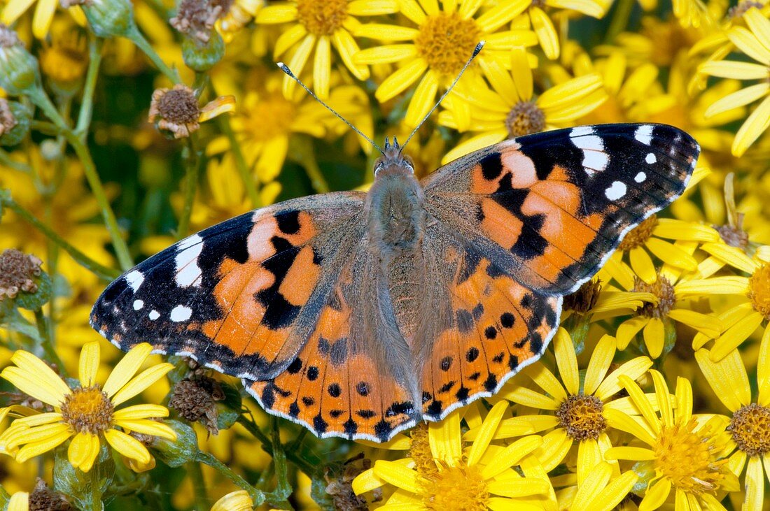 Painted lady butterfly on ragwort flowers