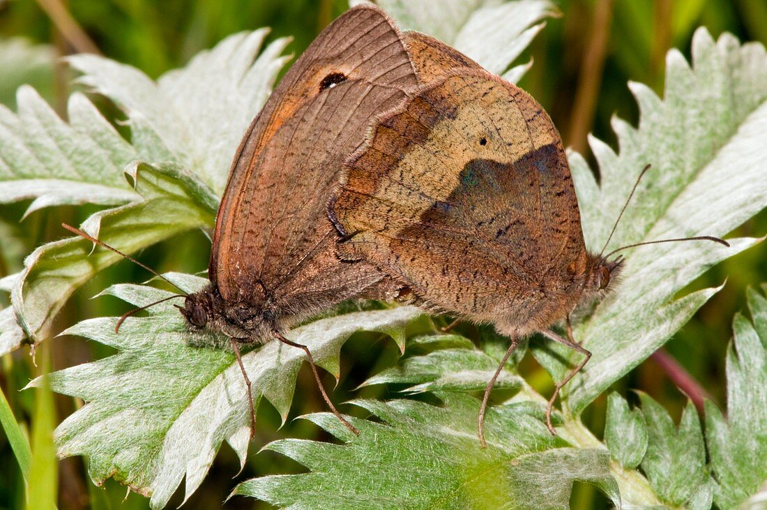 Meadow brown butterflies mating