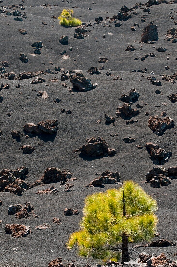 Canary Island pines on lava field