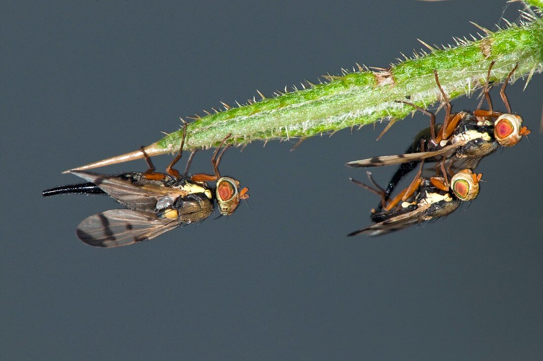 Picture-winged flies