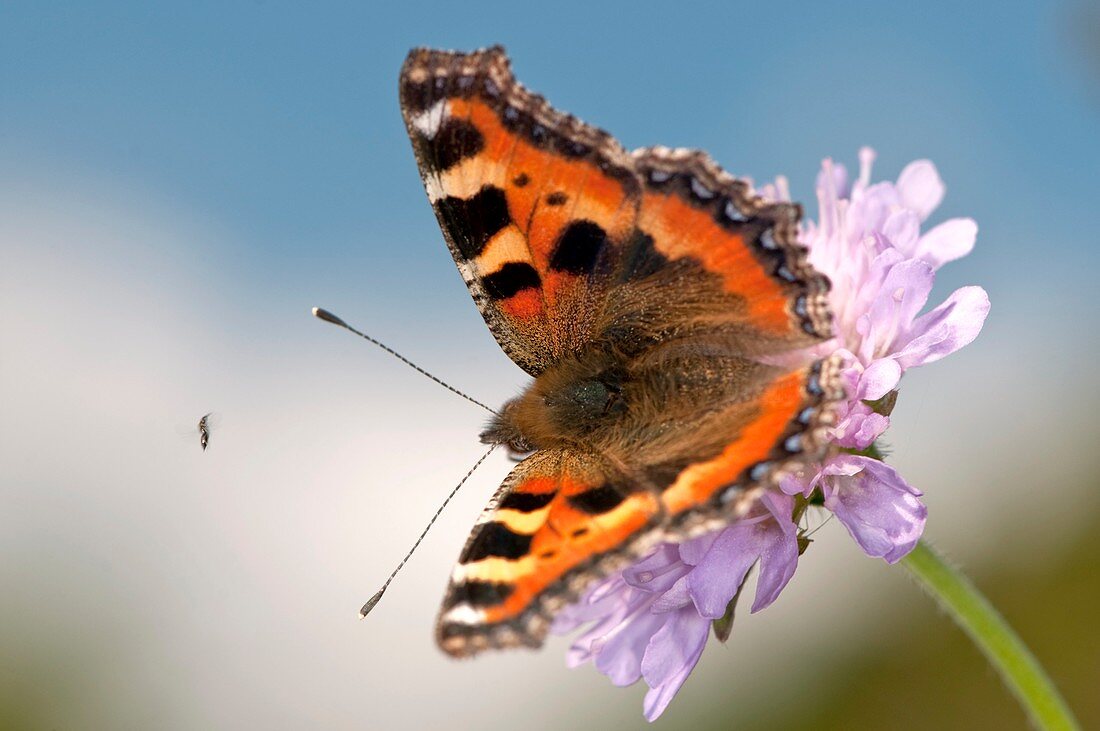 Small tortoiseshell butterfly on scabious