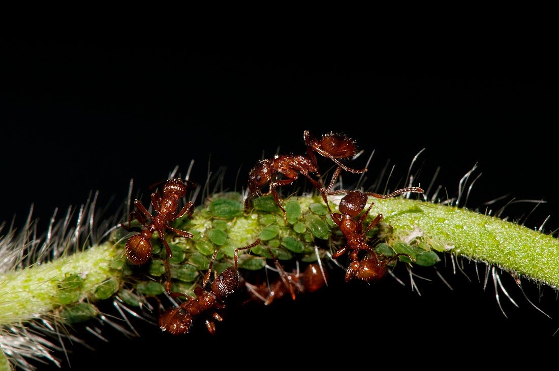 European fire ants tending aphids