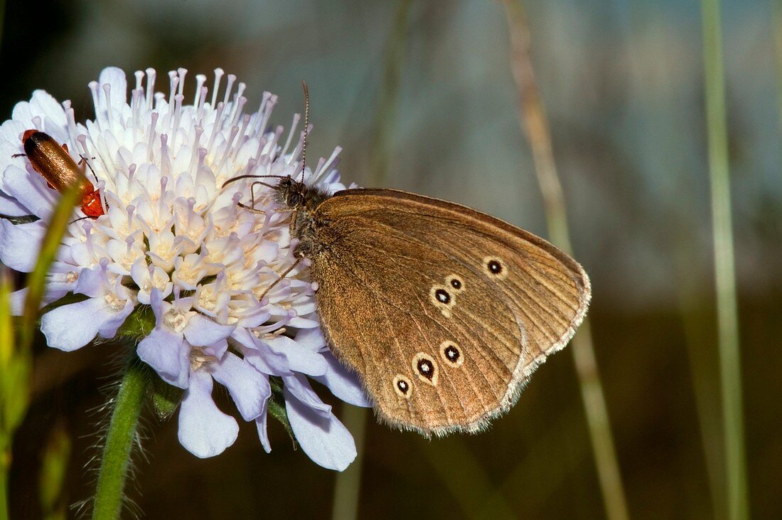 Ringlet butterfly on scabious flower
