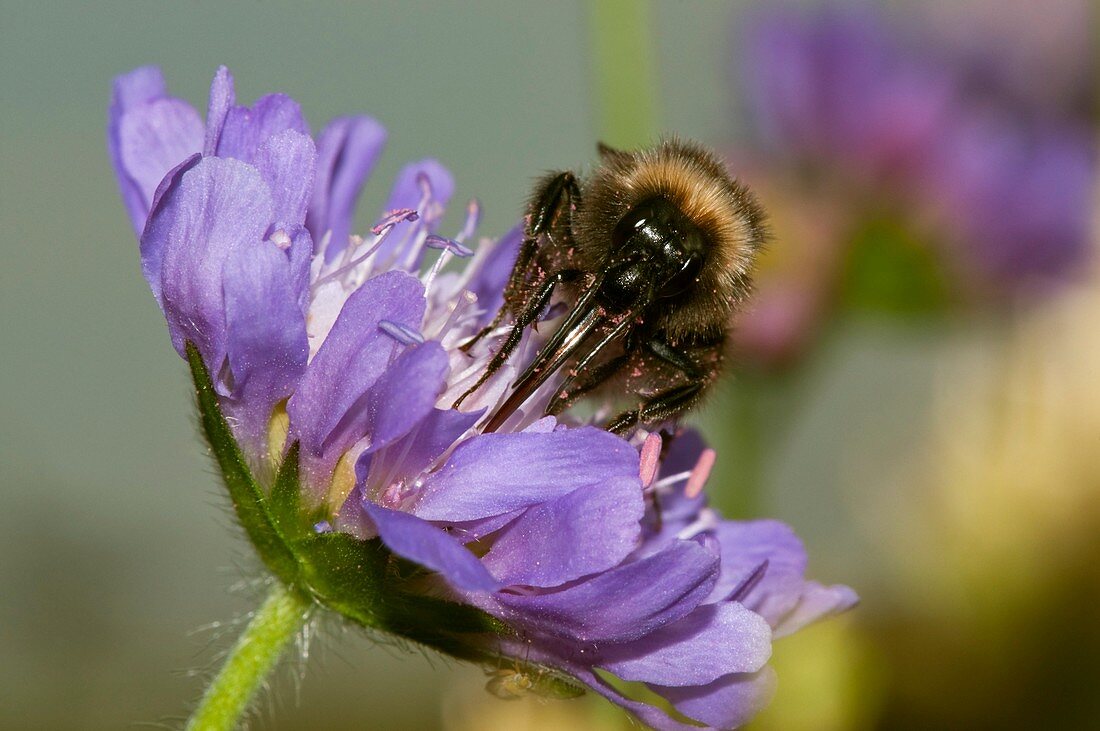 Bumblebee on scabious flower