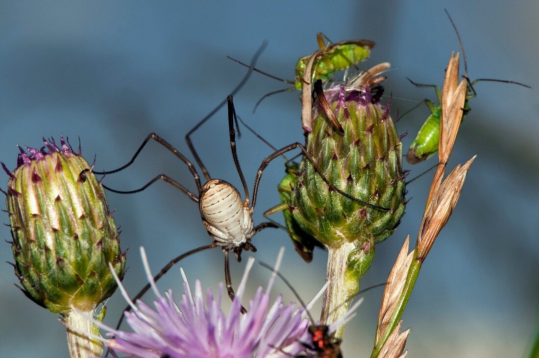 Harvest spider and capsid bugs