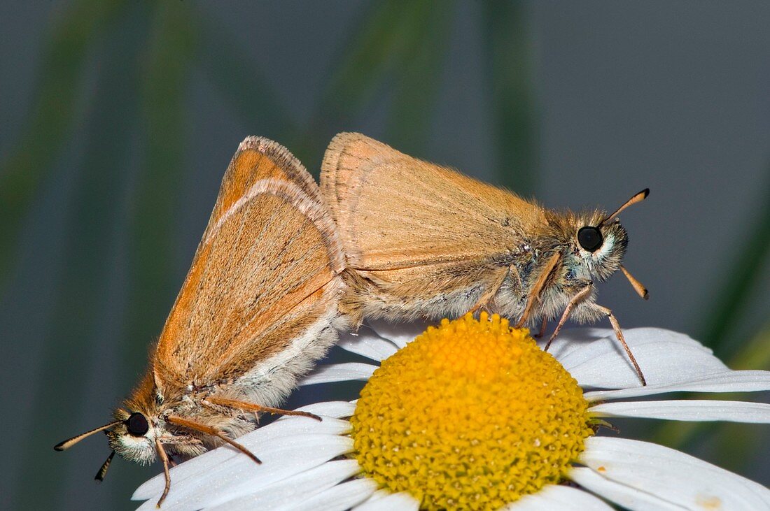 Small skipper butterflies mating