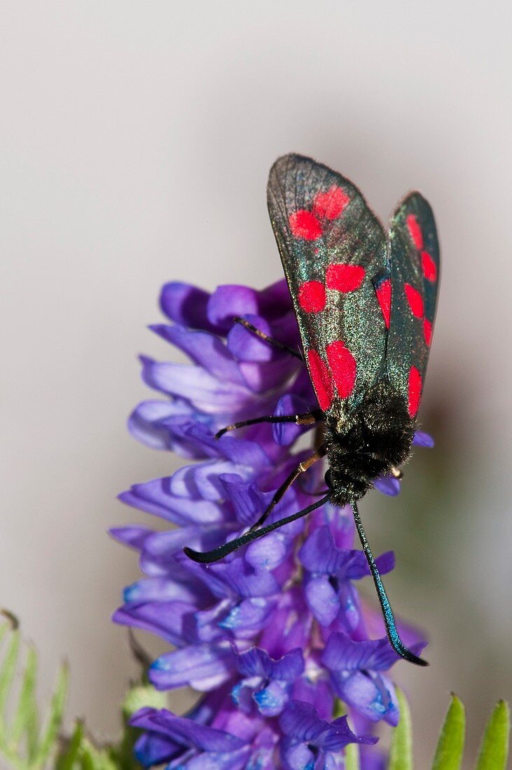 Six-spot burnet moth on vetch flowers