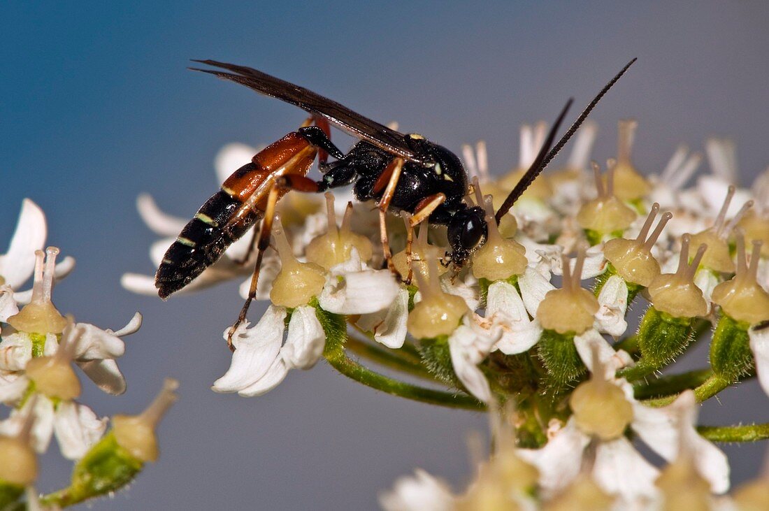 Ichneumon wasp feeding on hogweed