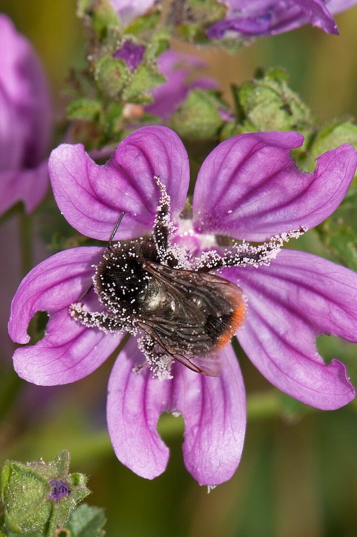 Honeybee pollinating common mallow flower