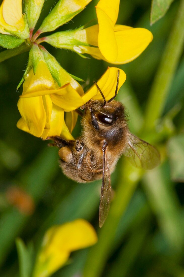 Honeybee on Lotus corniculatus flower