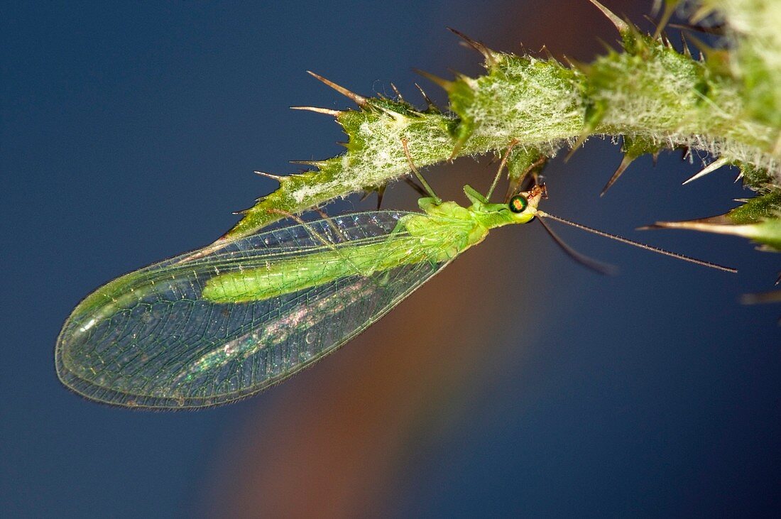 Green lacewing on a thistle